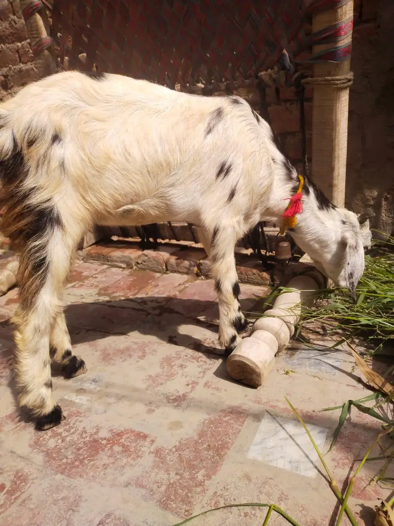 urgent God for sale female is number per aap to Karen 03206819426