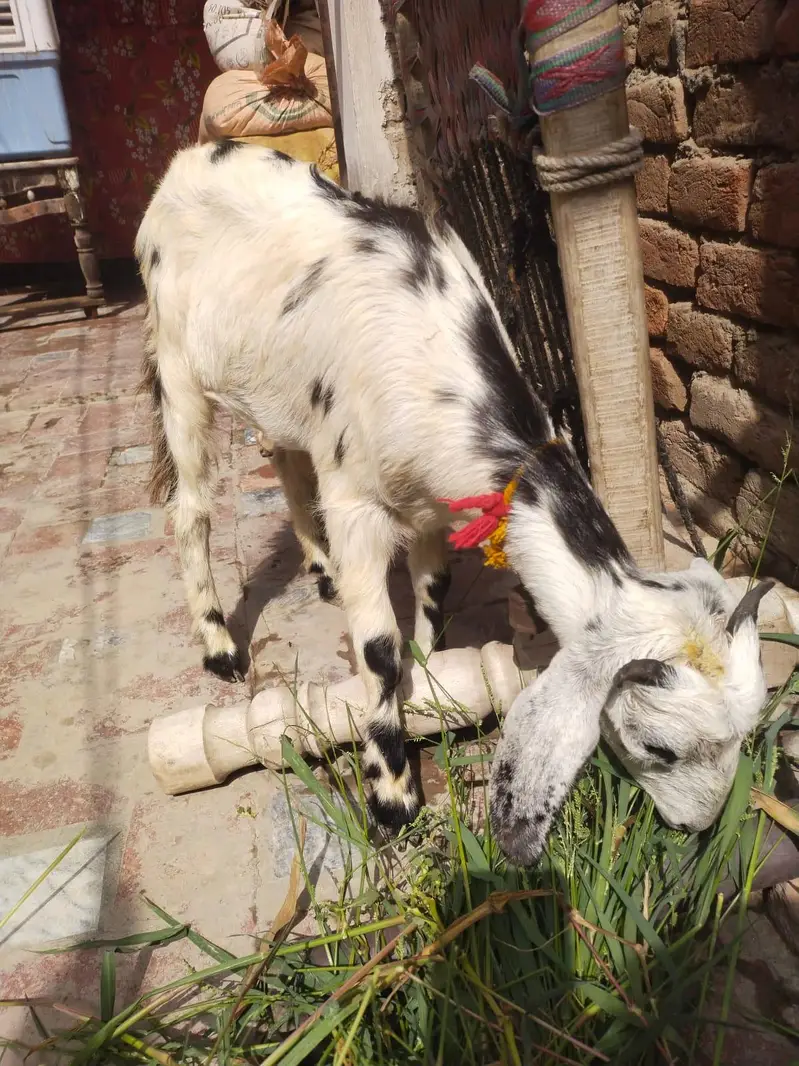 urgent God for sale female is number per aap to Karen 03206819426 — photo 2