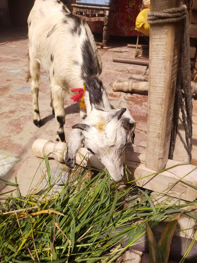 urgent God for sale female is number per aap to Karen 03206819426 — photo 3