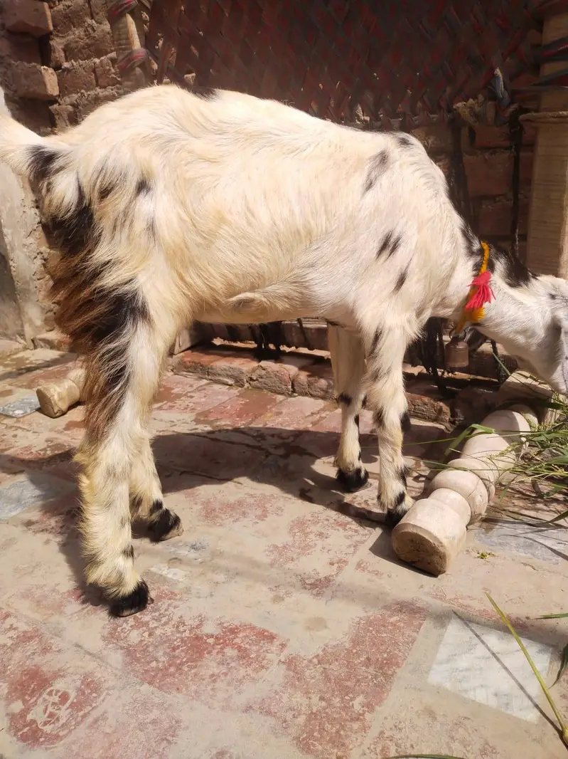 urgent God for sale female is number per aap to Karen 03206819426 — photo 4