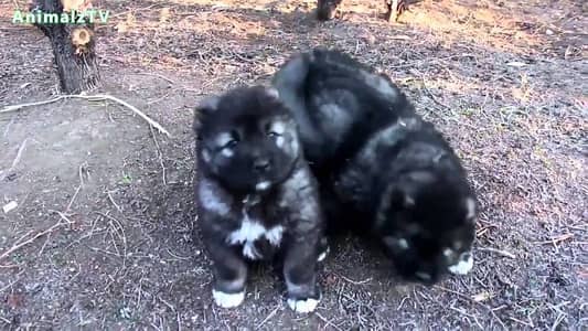 caucasion Shepherd dogs male and female pops available