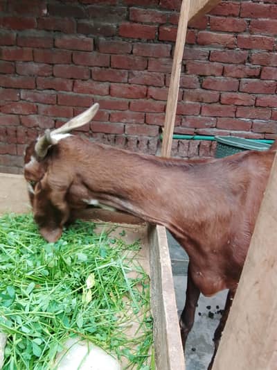 bakri for sale 0/3/0/2/1/7/3/6/8/2/5