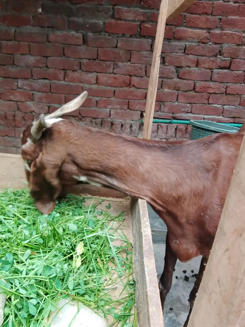 bakri for sale 0/3/0/2/1/7/3/6/8/2/5