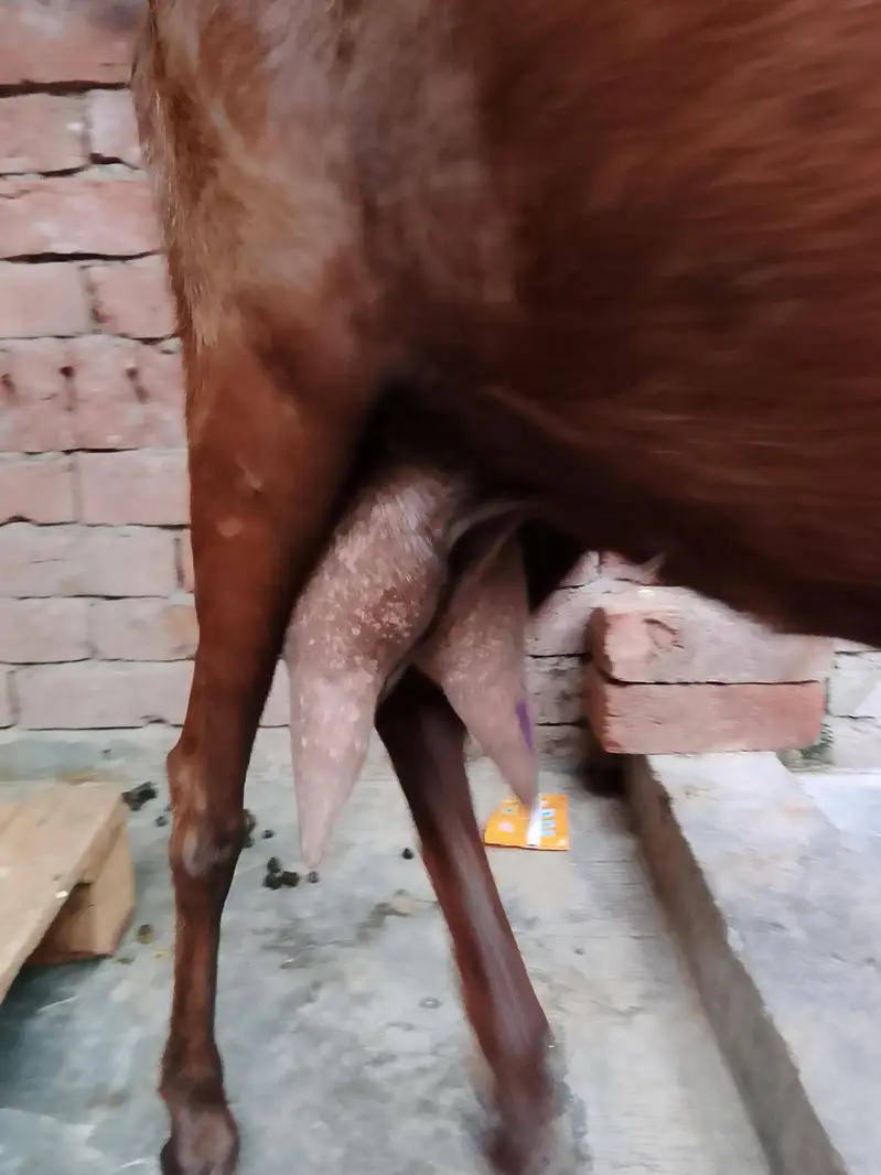 bakri for sale 0/3/0/2/1/7/3/6/8/2/5 — photo 2