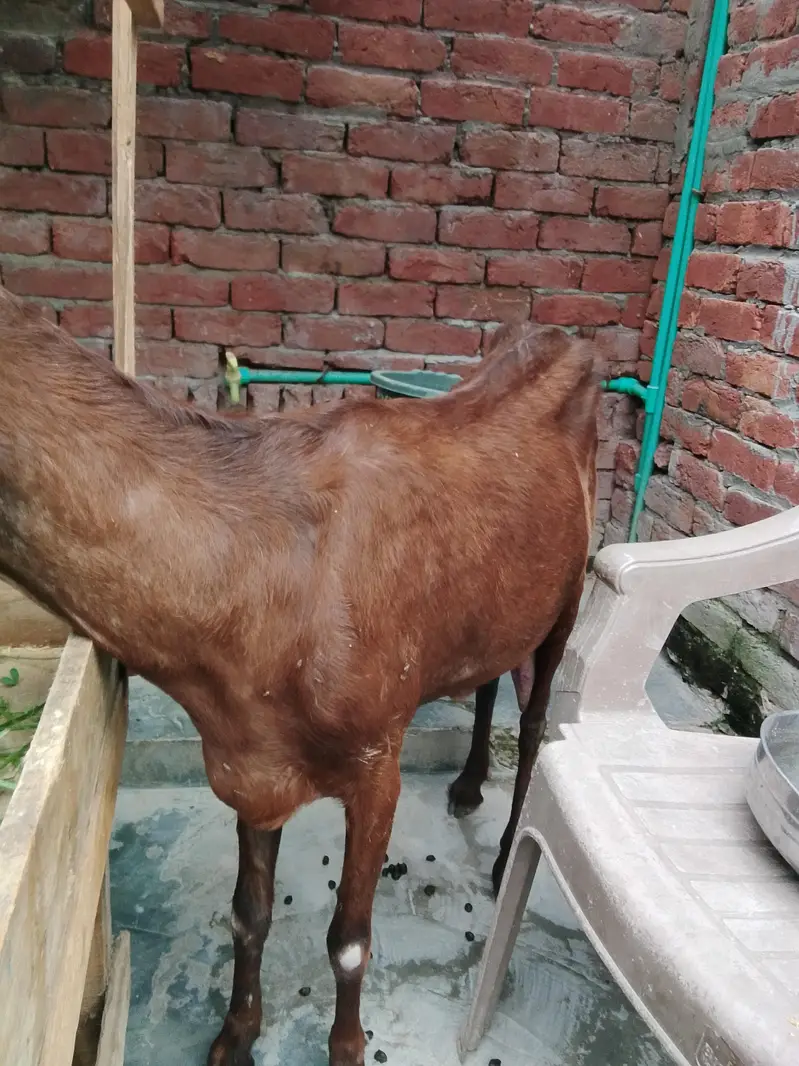 bakri for sale 0/3/0/2/1/7/3/6/8/2/5 — photo 3