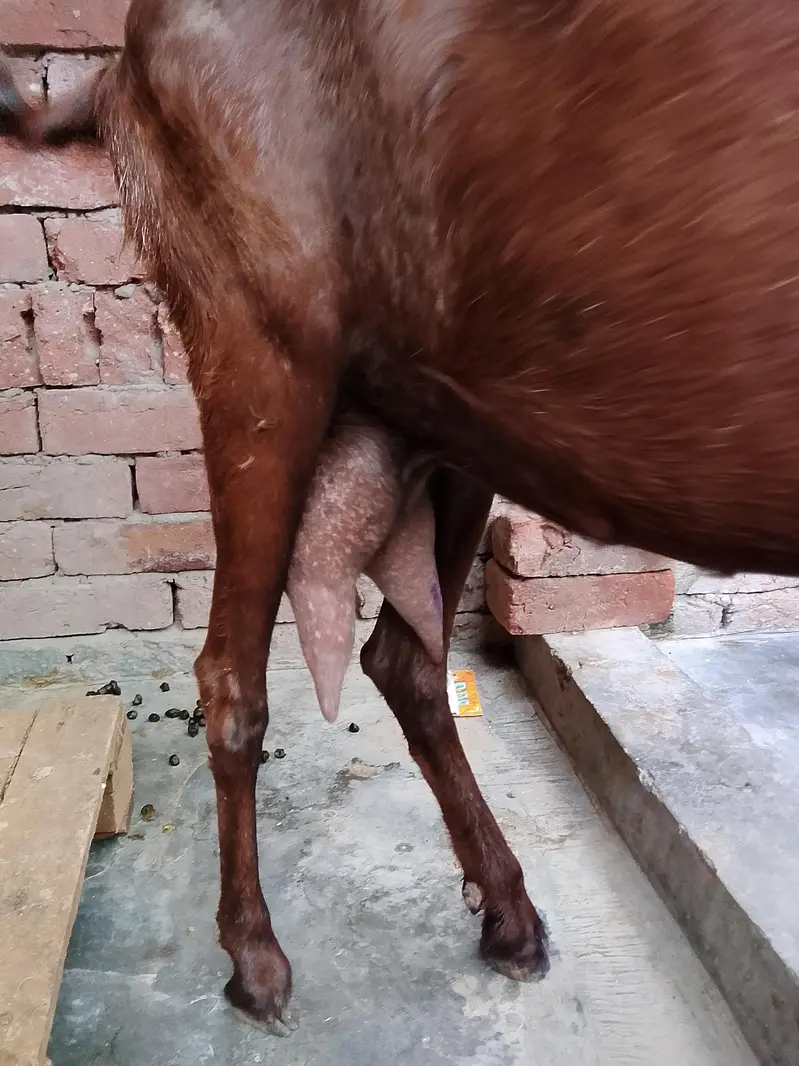 bakri for sale 0/3/0/2/1/7/3/6/8/2/5 — photo 4