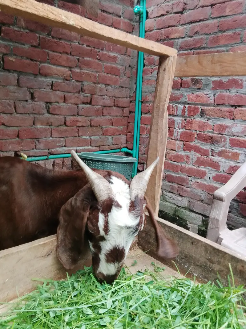 bakri for sale 0/3/0/2/1/7/3/6/8/2/5 — photo 5
