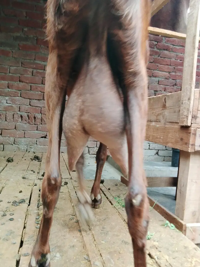 bakri for sale 0/3/0/2/1/7/3/6/8/2/5 — photo 6
