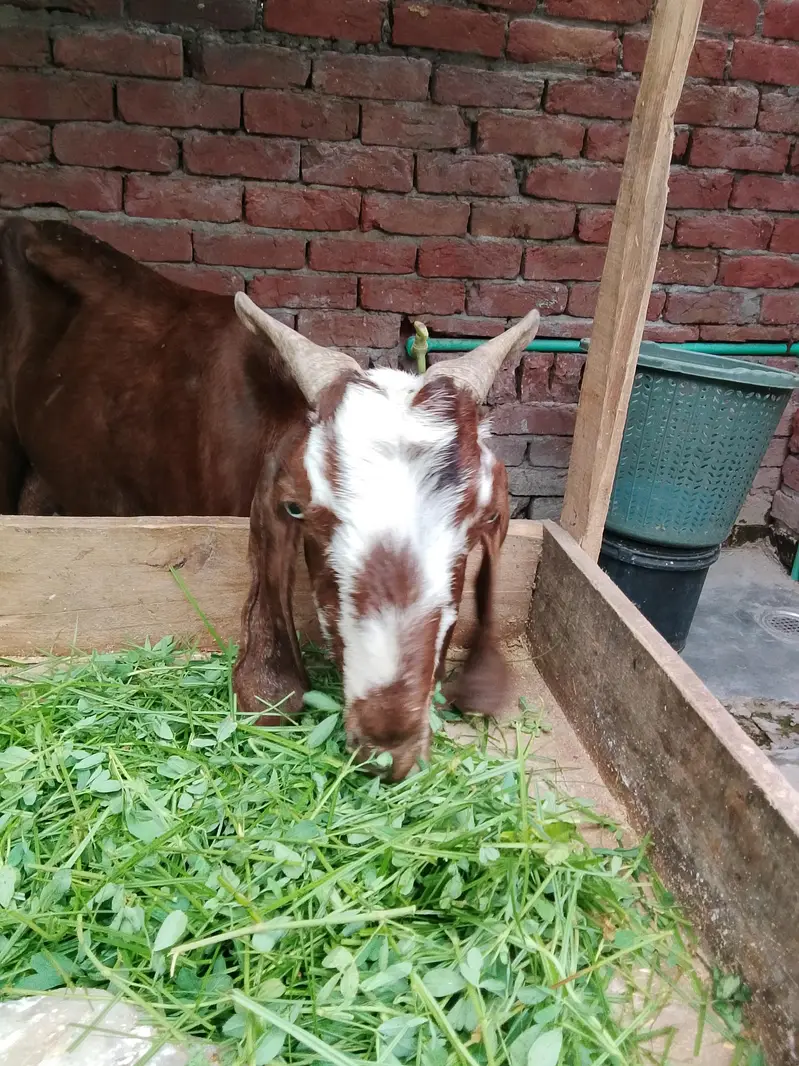 bakri for sale 0/3/0/2/1/7/3/6/8/2/5 — photo 7