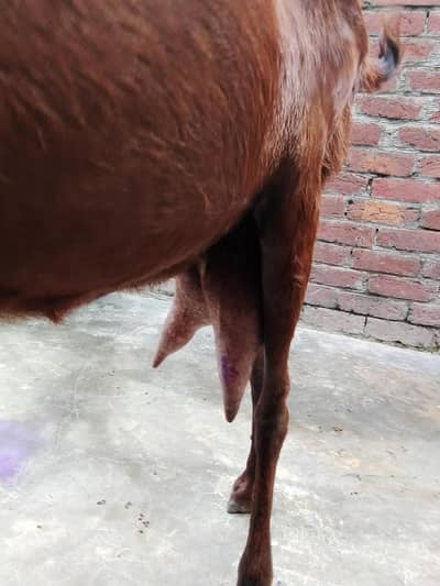 bakri for sale 0/3/0/2/1/7/3/6/8/2/5