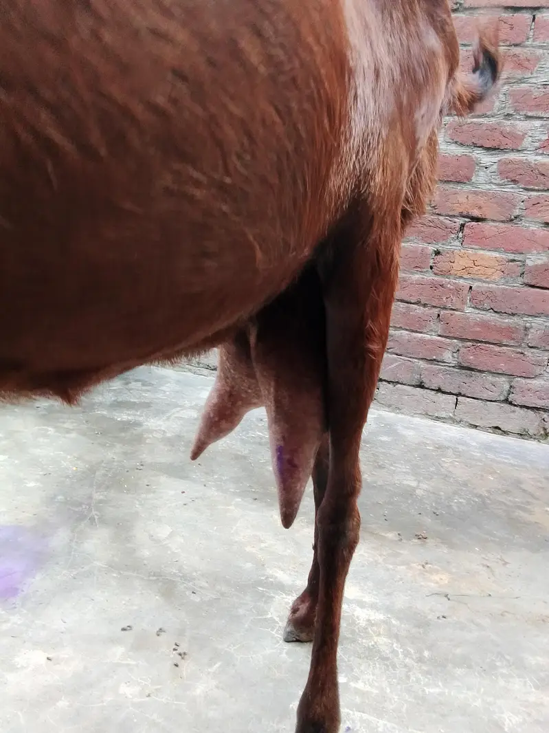 bakri for sale 0/3/0/2/1/7/3/6/8/2/5 — photo 8