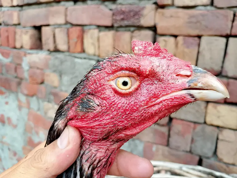 Pakistani patha — photo 2