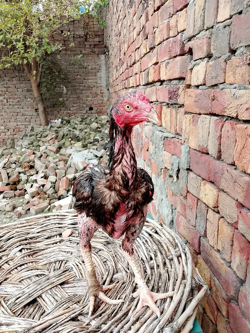 Pakistani patha — photo 3