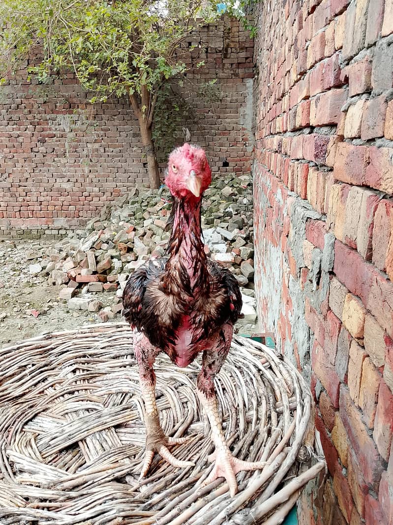 Pakistani patha 3