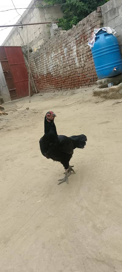 aliyan@gmail. com