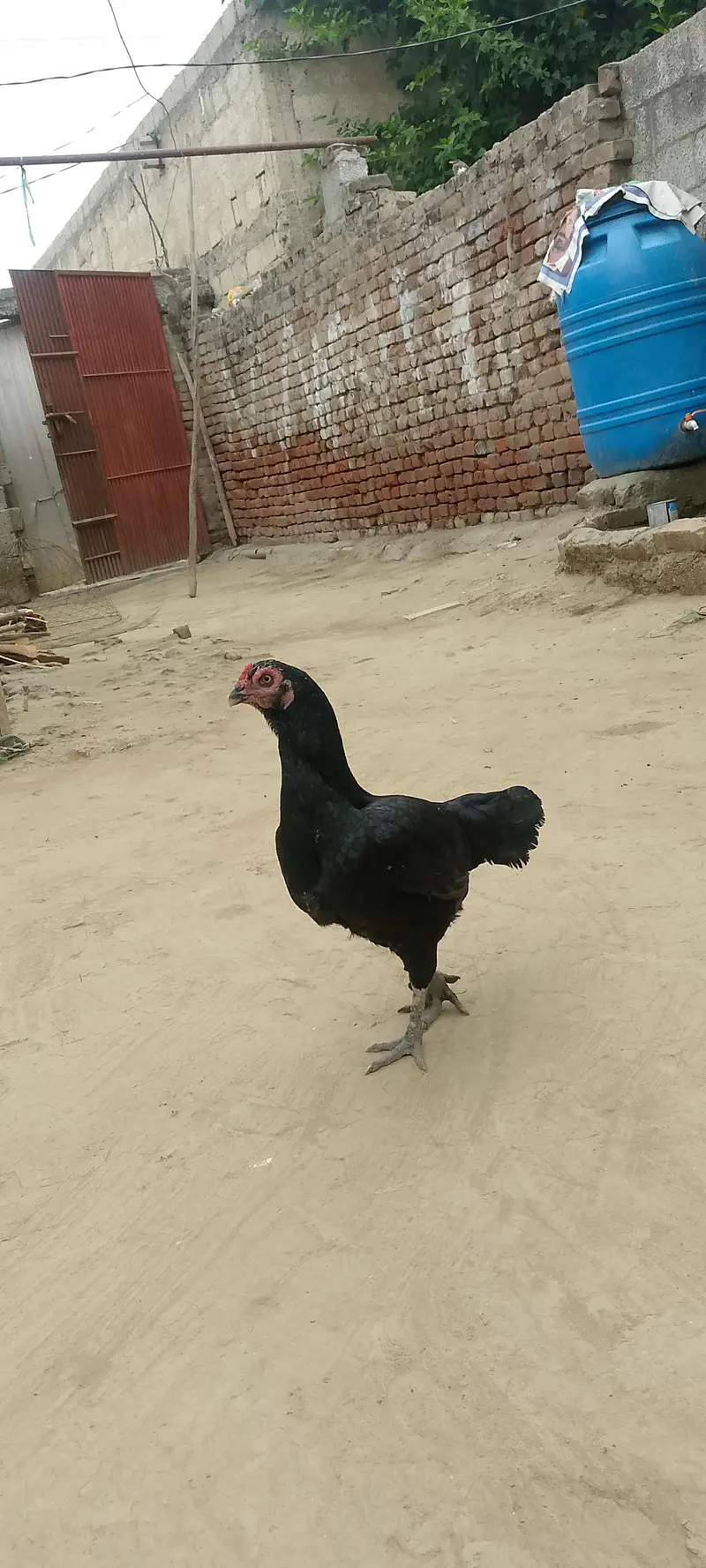 aliyan@gmail. com — photo 2