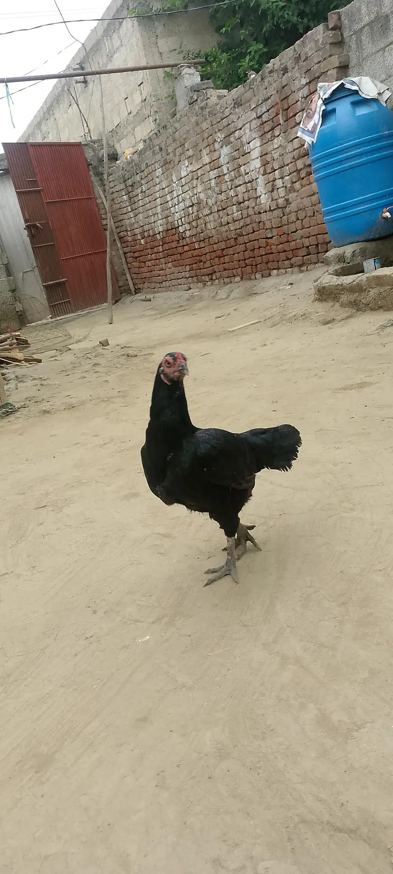 aliyan@gmail. com — photo 3