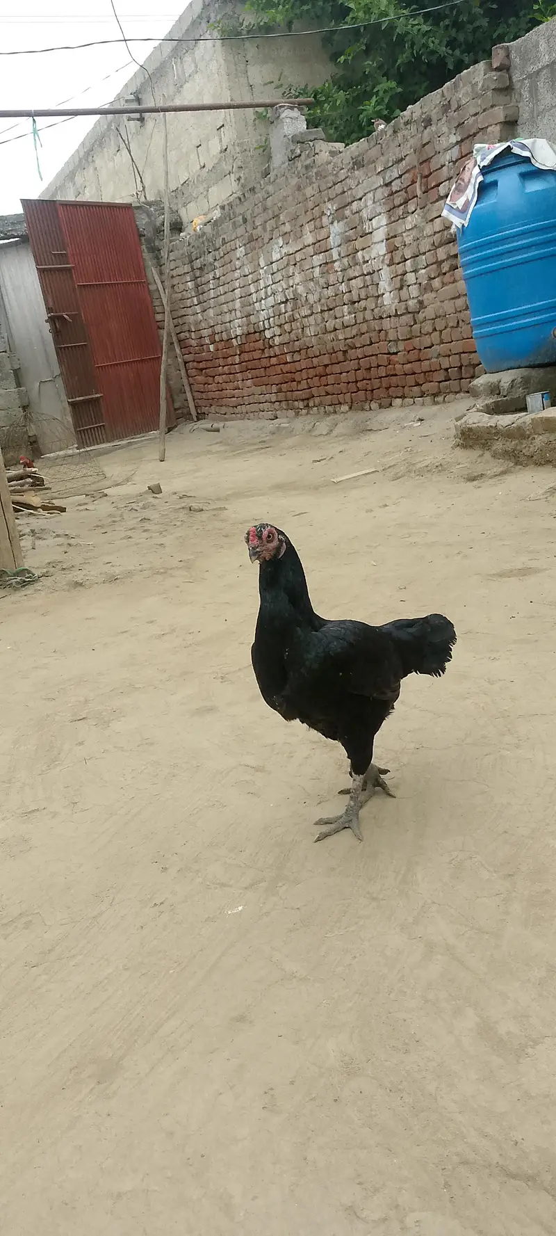 aliyan@gmail. com — photo 5