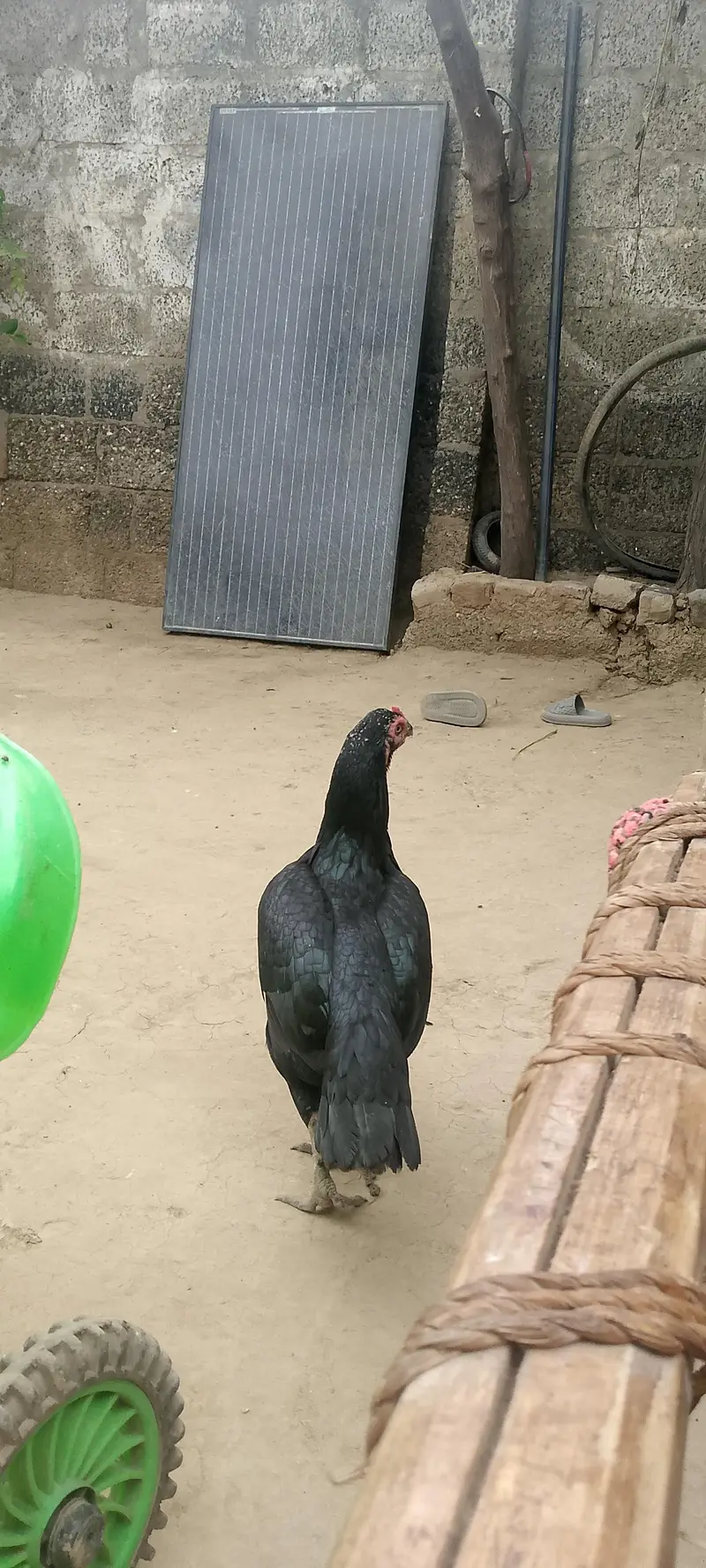 aliyan@gmail. com — photo 6
