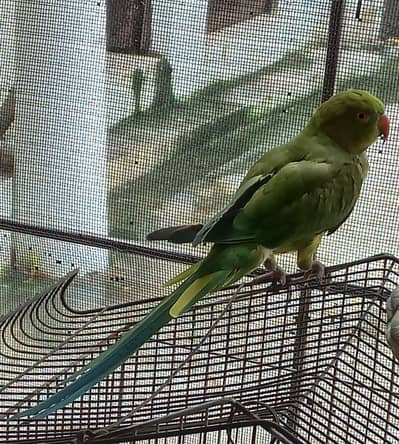 speaking parrot