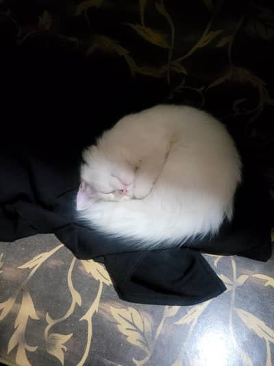 CAT FOR SALE