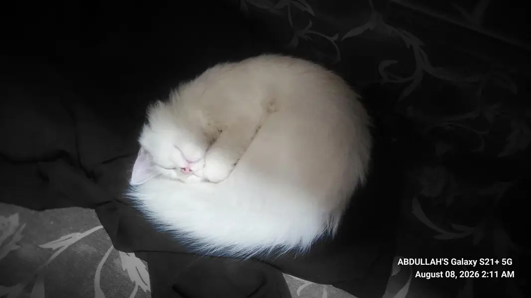 CAT FOR SALE — photo 2