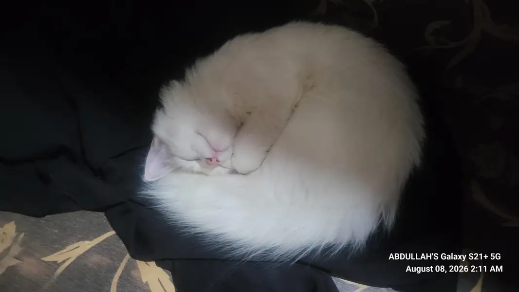 CAT FOR SALE — photo 3