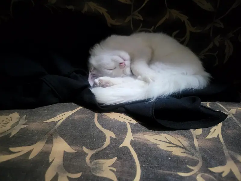 CAT FOR SALE — photo 4