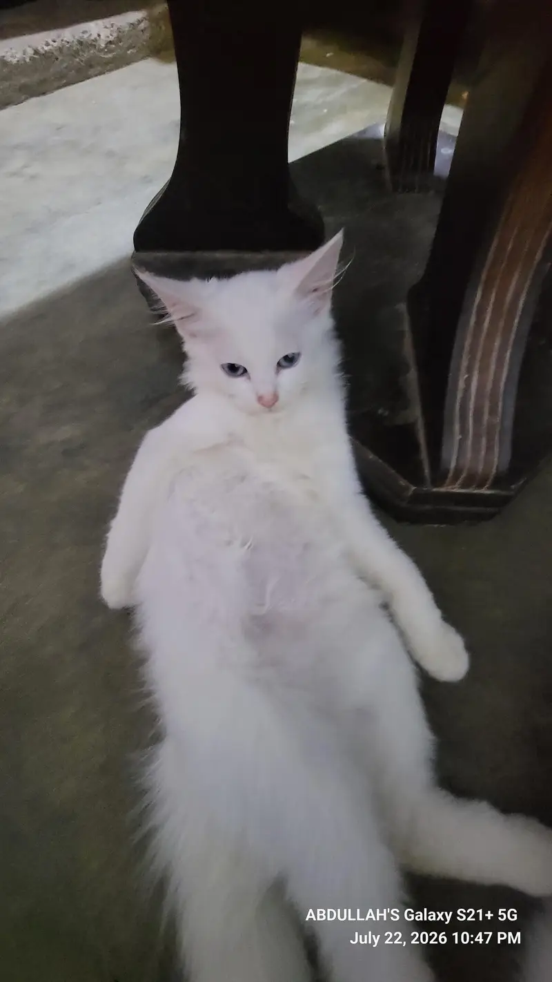 CAT FOR SALE — photo 7