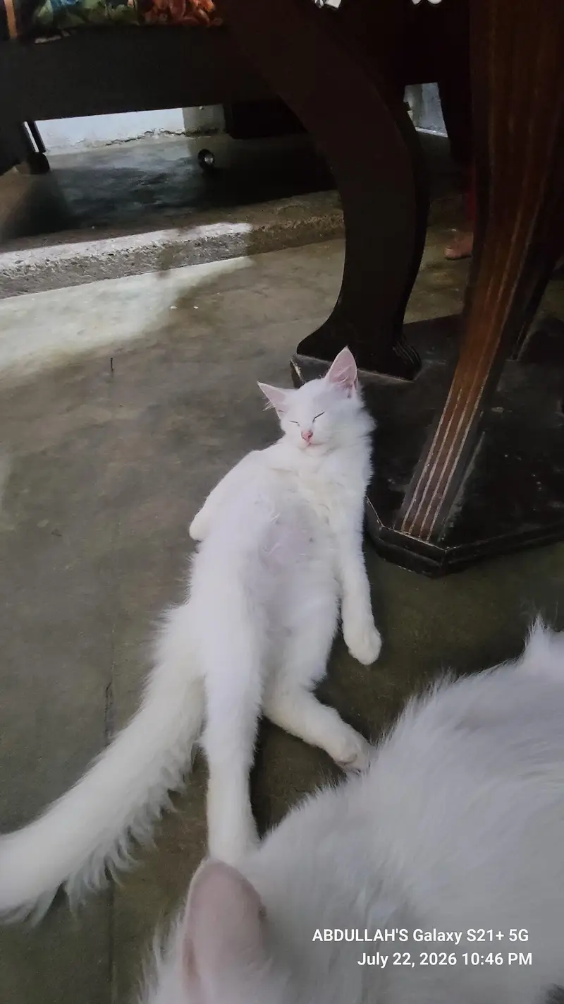 CAT FOR SALE — photo 8