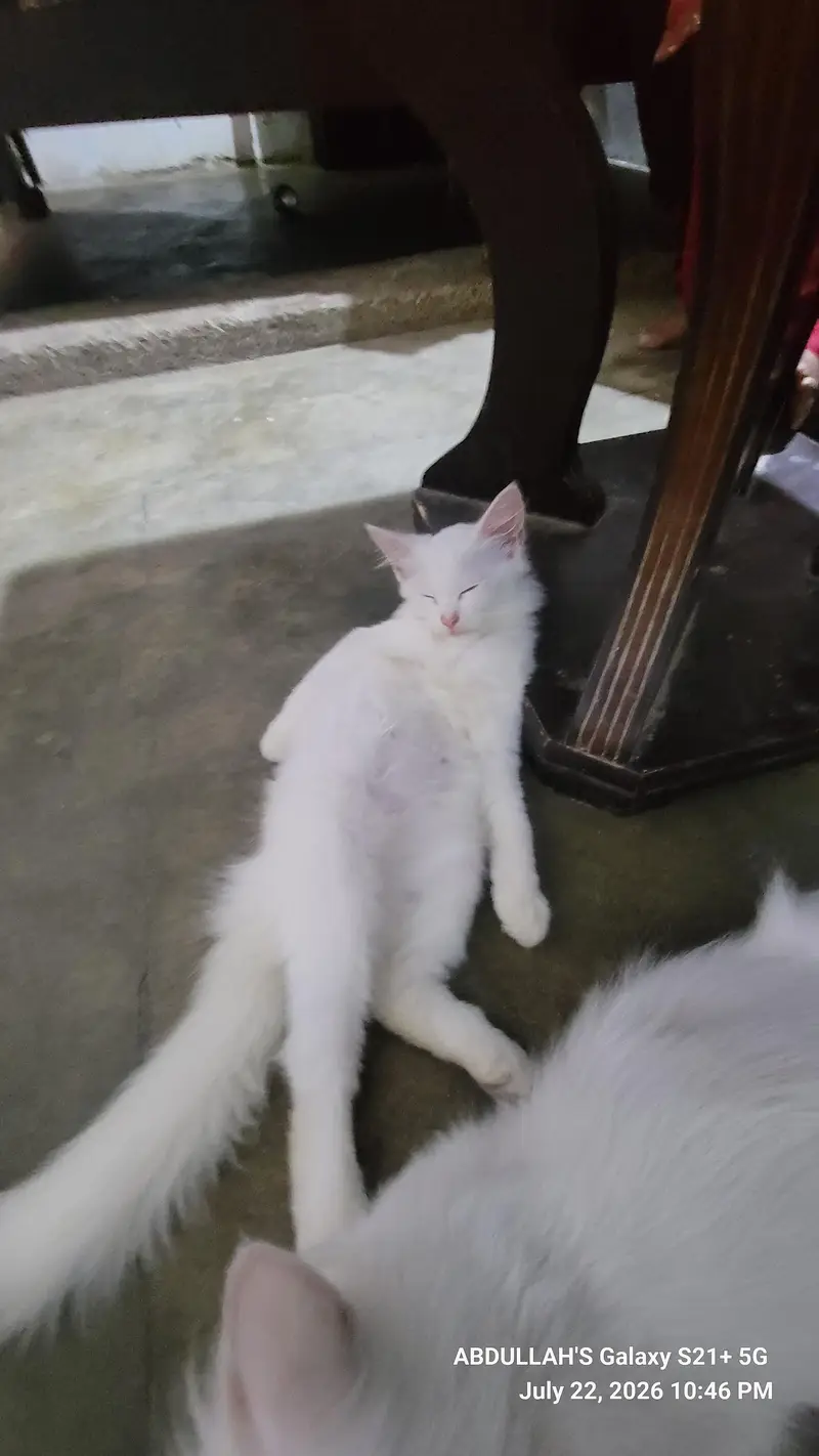 CAT FOR SALE — photo 9