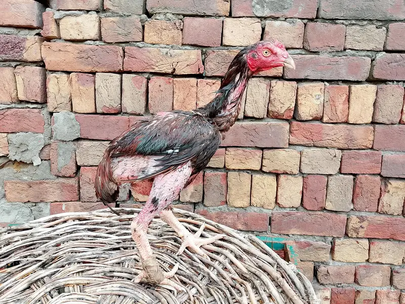 Pakistani patha — photo 4
