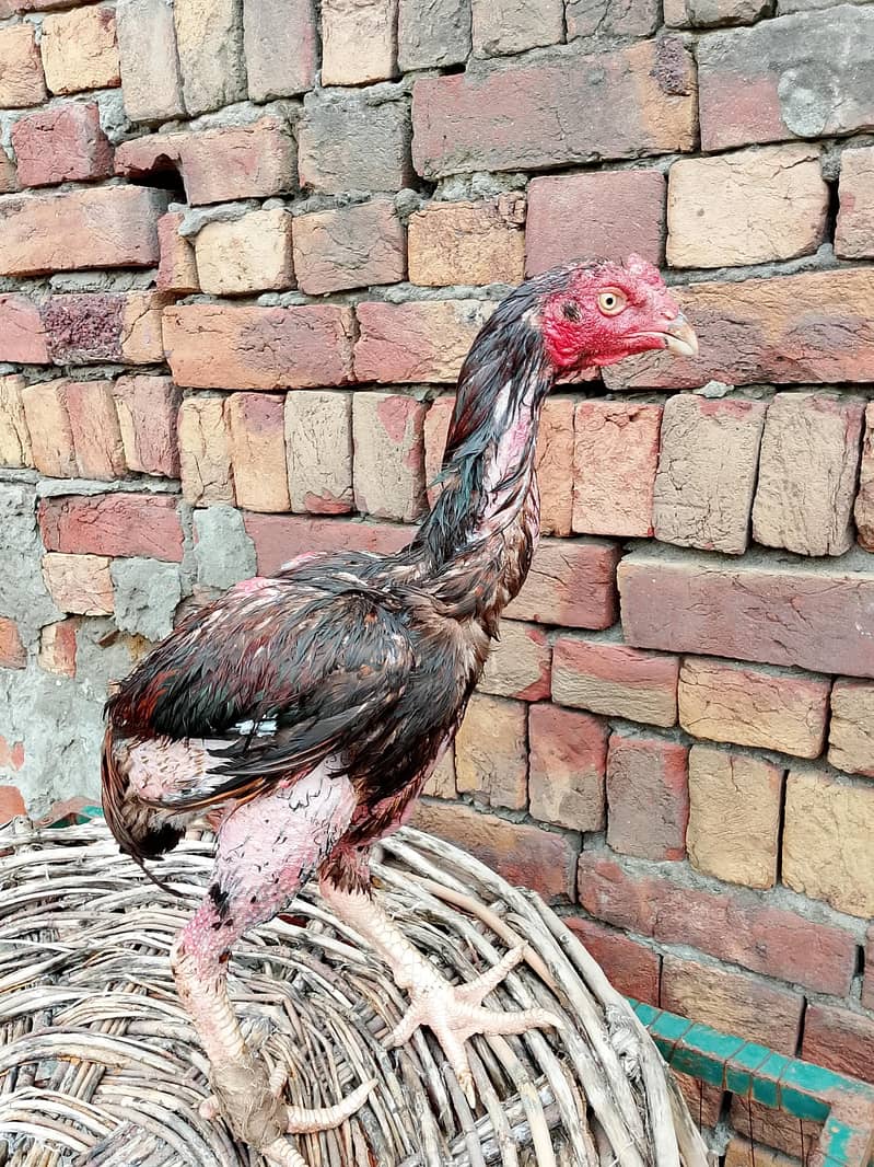 Pakistani patha 5