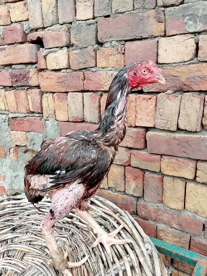 Pakistani patha — photo 6