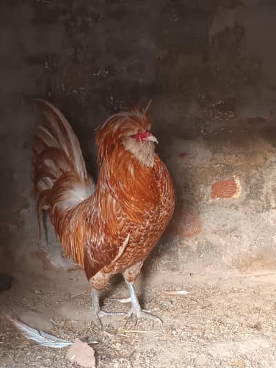 BUFF POLISH BREEDER MALE