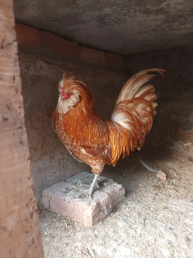 BUFF POLISH BREEDER MALE — photo 2