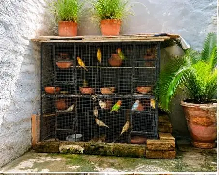 PREMIUM AVIARY CAGE FOR URGENT SALE. . . — photo 2