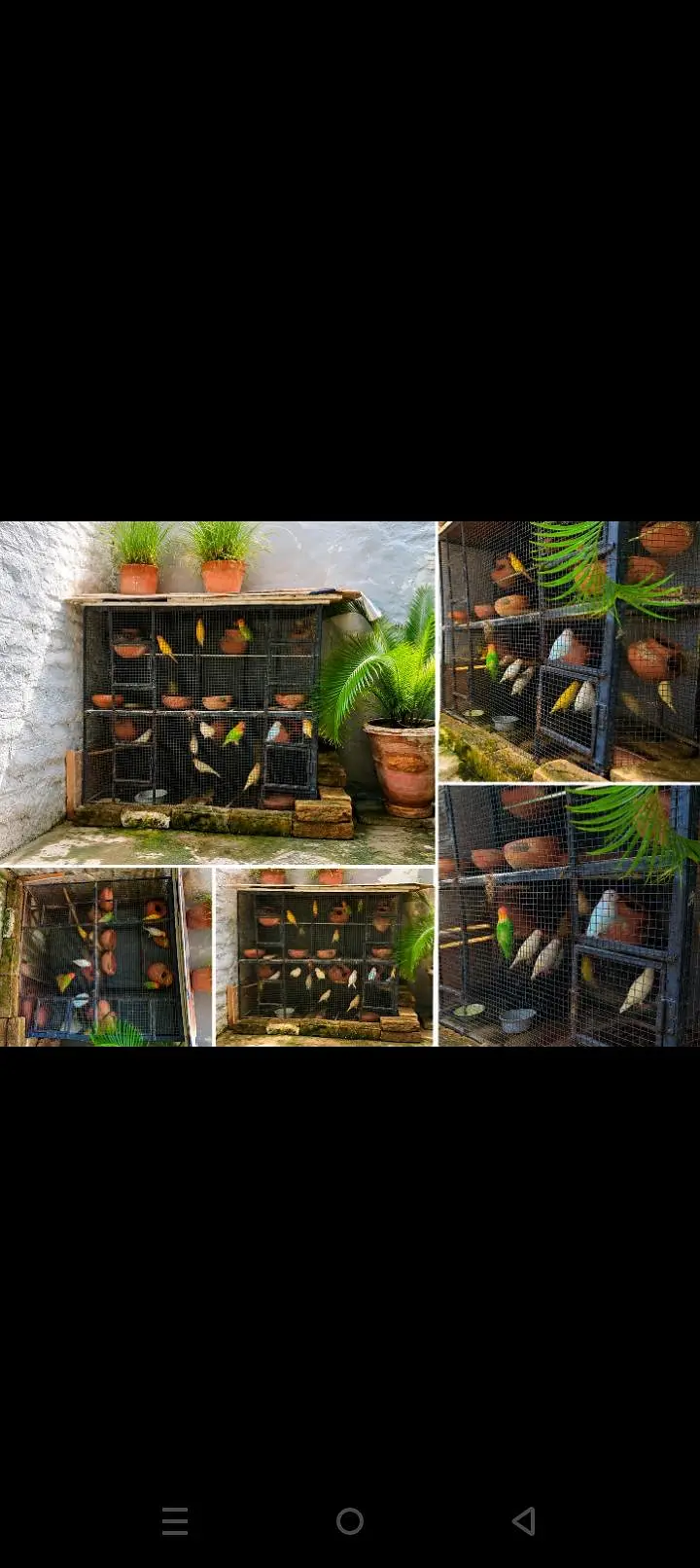 PREMIUM AVIARY CAGE FOR URGENT SALE. . . — photo 3