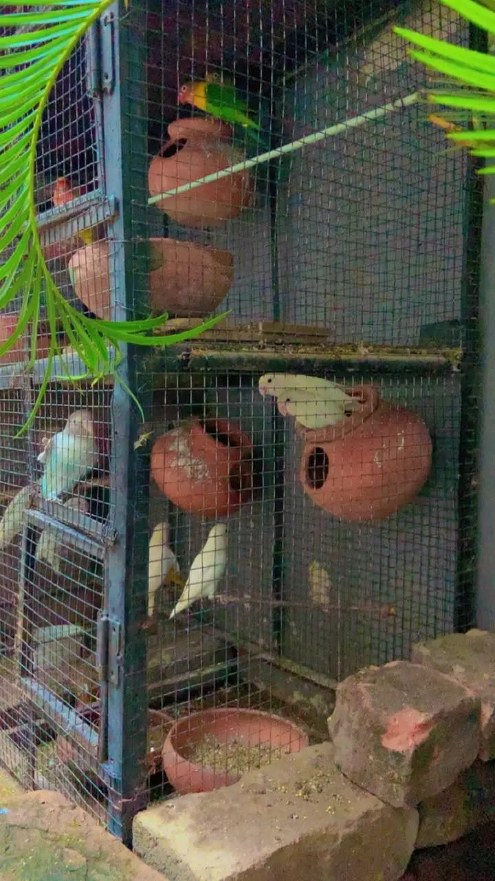 PREMIUM AVIARY CAGE FOR URGENT SALE. . . — photo 4