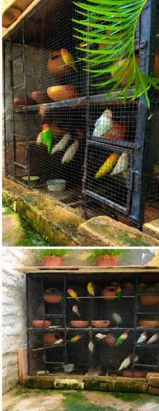 PREMIUM AVIARY CAGE FOR URGENT SALE. . . — photo 5