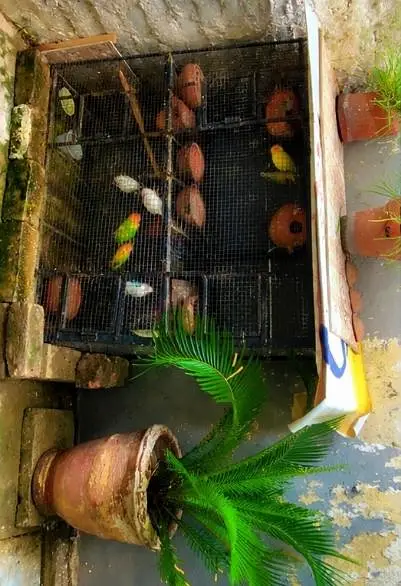 PREMIUM AVIARY CAGE FOR URGENT SALE. . . — photo 6