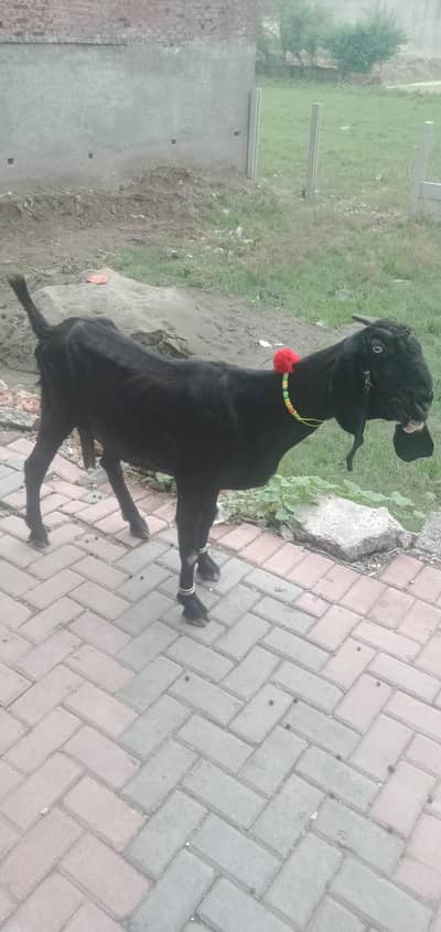 desi Bakri for sale