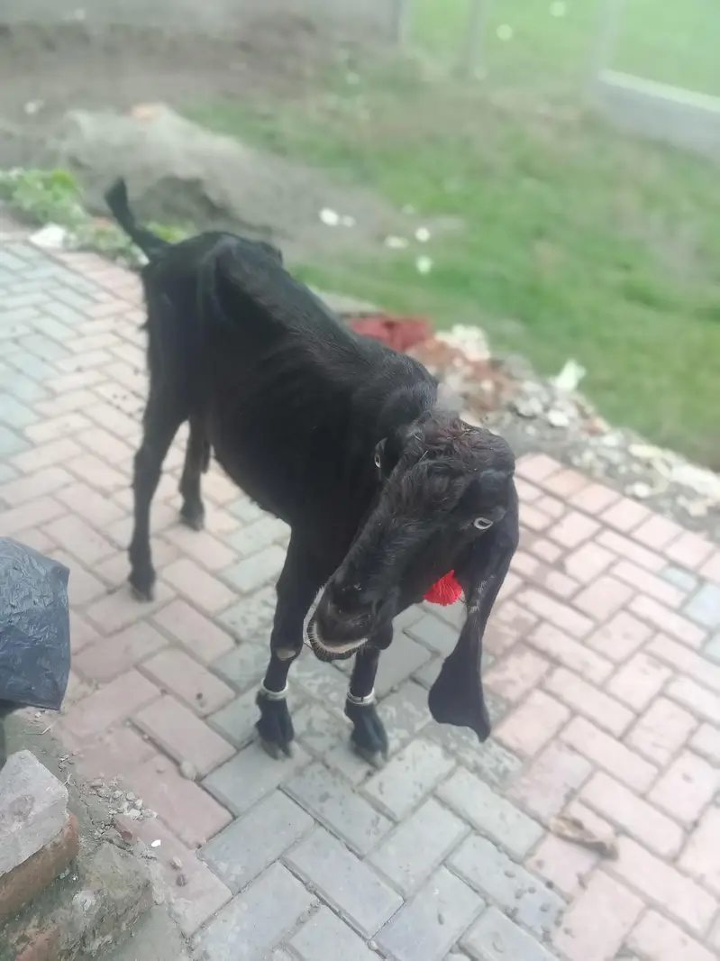 desi Bakri for sale — photo 2