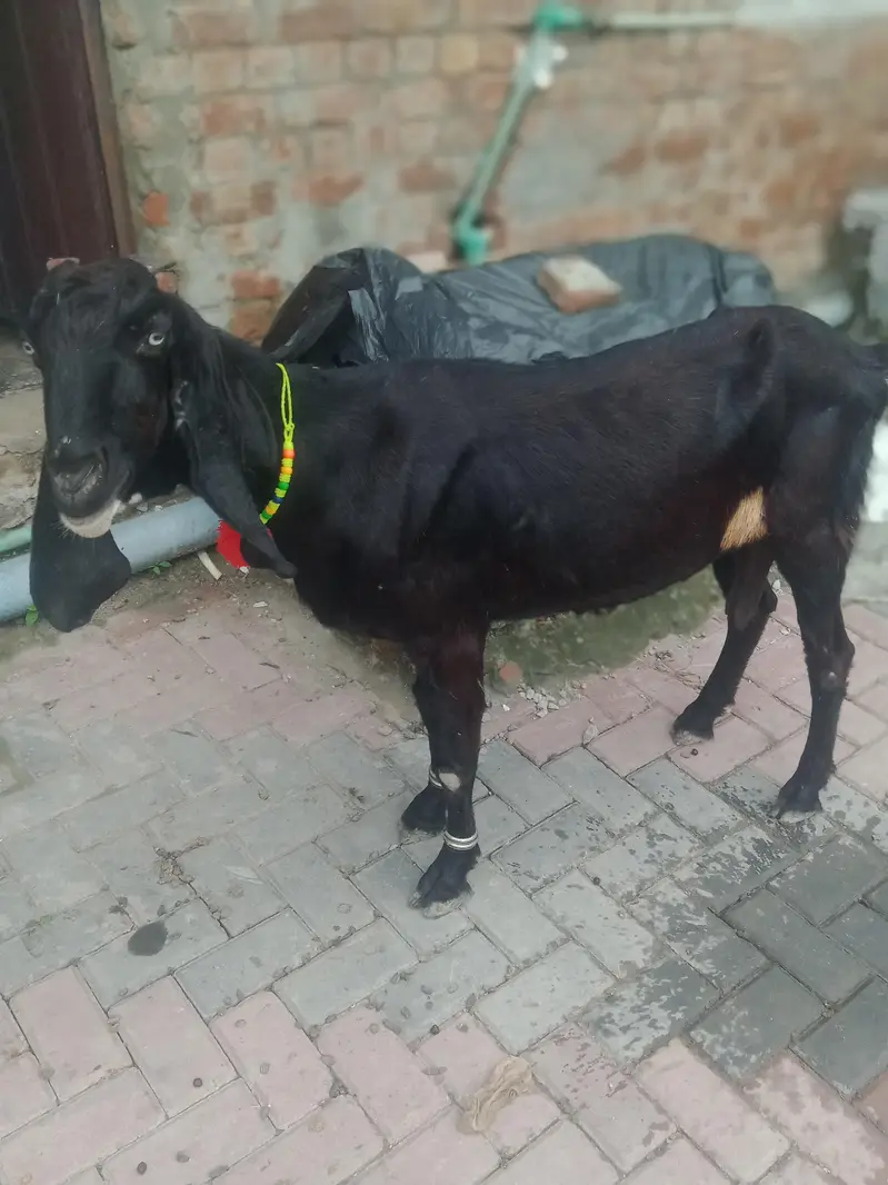 desi Bakri for sale — photo 3