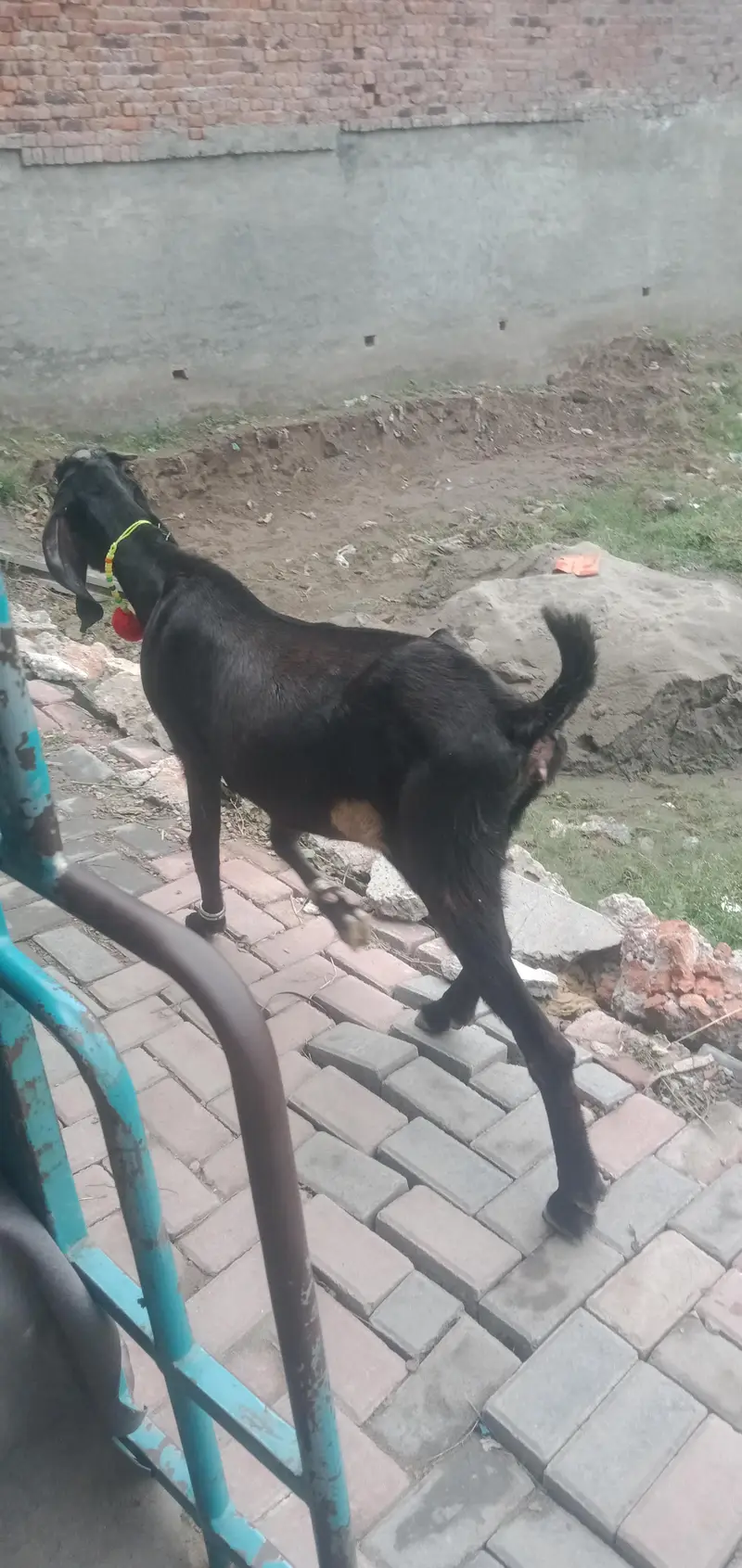 desi Bakri for sale — photo 4