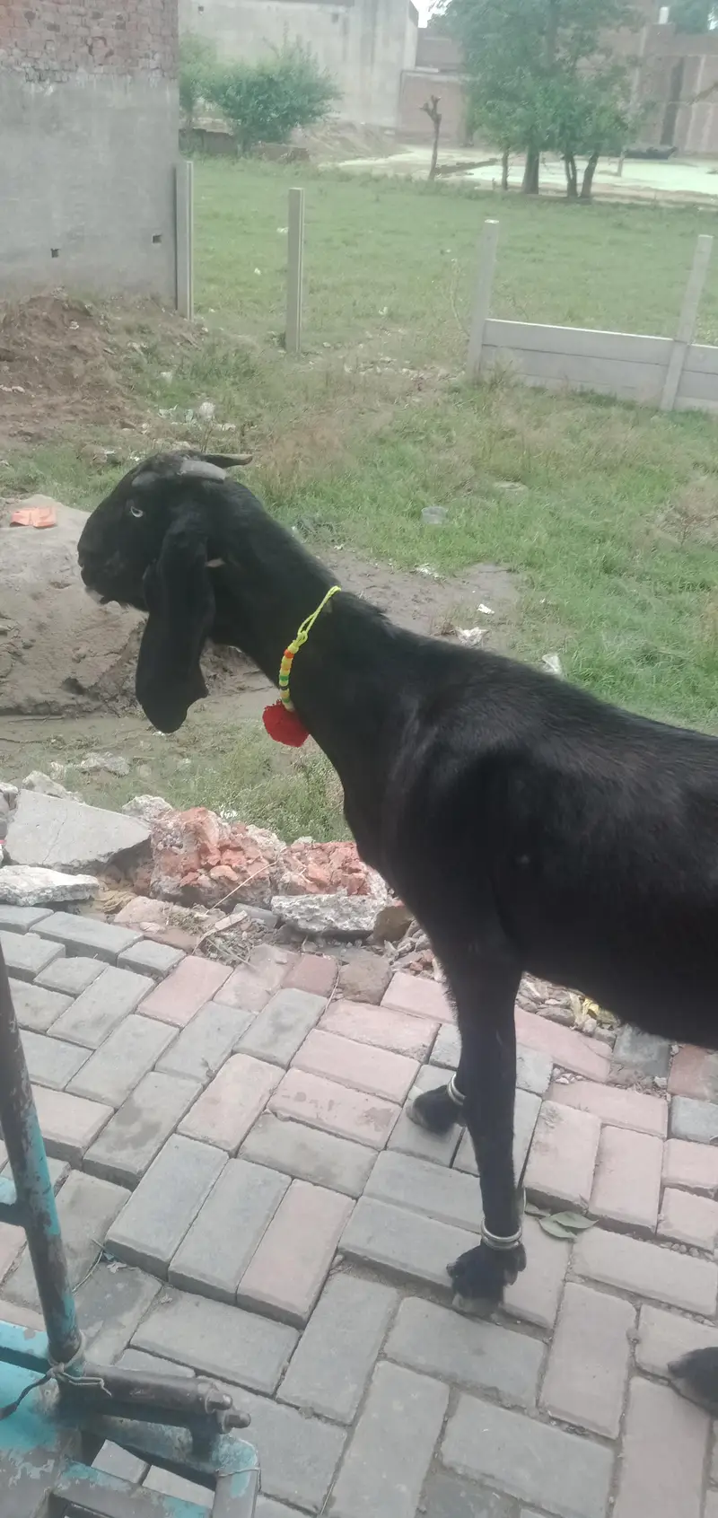 desi Bakri for sale — photo 5