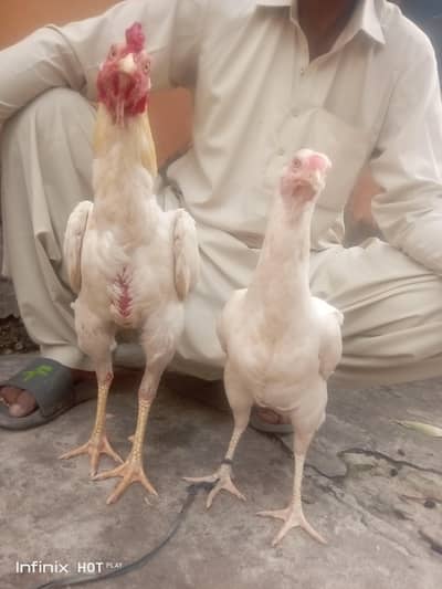 Breed :- Aseel Sindhi