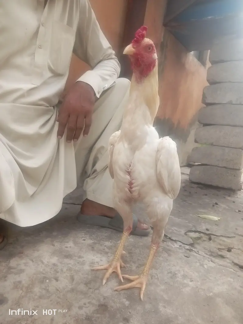 Breed :- Aseel Sindhi — photo 2