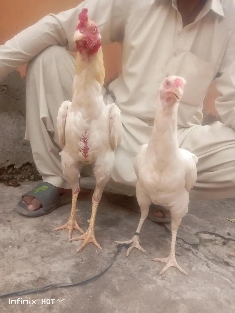 Breed :- Aseel Sindhi — photo 3