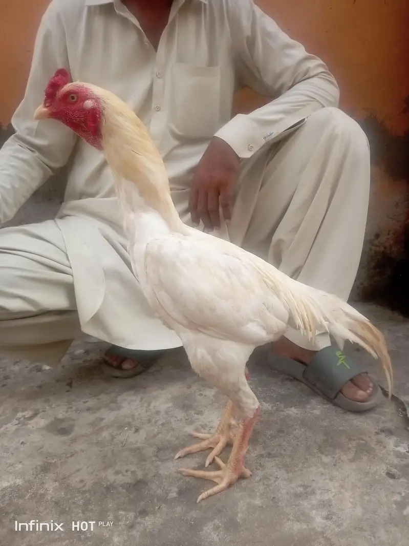 Breed :- Aseel Sindhi — photo 4